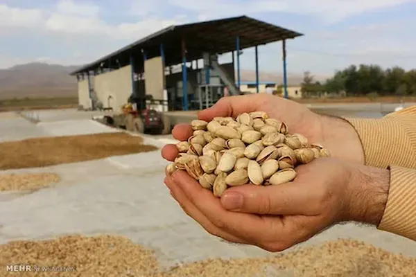 پسته احمدآقایی شور | خرید با قیمت ارزان