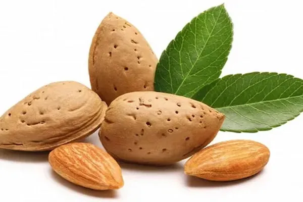 قیمت خرید بادام مامایی + مزایا و معایب