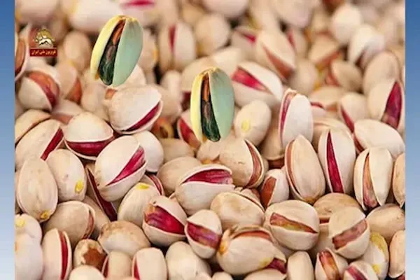 راهنمای خرید پسته زعفرانی قزوین + قیمت عالی