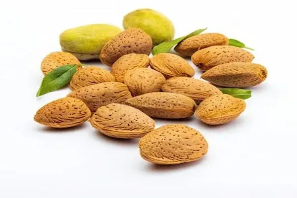 معرفی بادام درختی شور + بهترین قیمت خرید