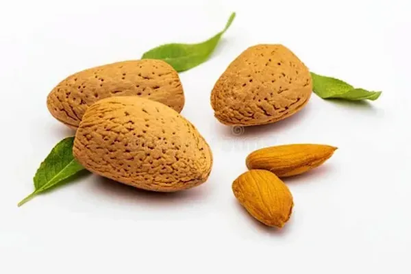 معرفی بادام درختی خام + بهترین قیمت خرید