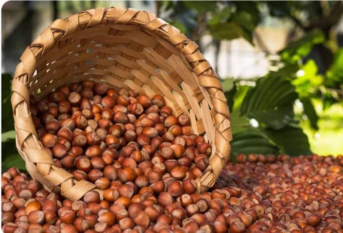 خرید پرفروش ترین انواع فندق ترکیه ای با بهترین قیمت