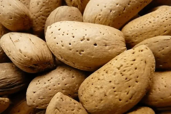 قیمت خرید بادام مامایی + مزایا و معایب