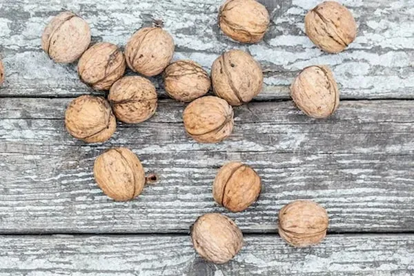 قیمت خرید مغز گردو سفید + طرز تهیه