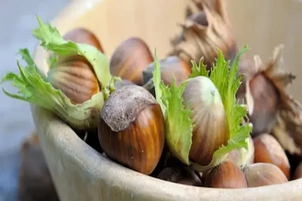 قیمت خرید مغز فندق تازه + طرز تهیه