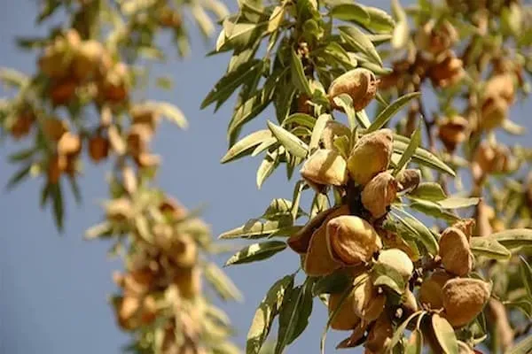 خرید جدیدترین انواع بادام کوهی از معتبرترین برندهای دنیا