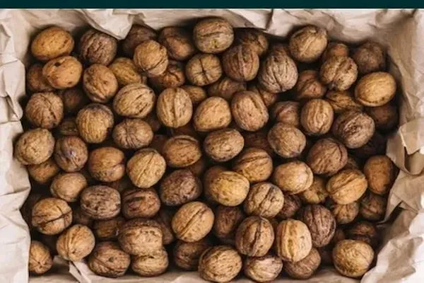 قیمت و خرید گردو با پوست بسته‌بندی کیلویی + فروش ارزان
