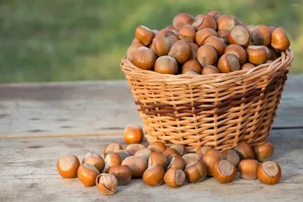 معرفی انواع فندق دارچینی + قیمت خرید روز