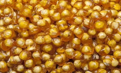 خرید و قیمت انواع فندق عسلپوش