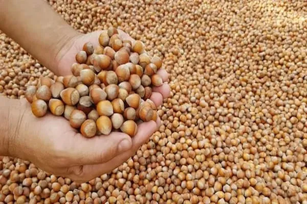 خرید فندق صادراتی + معرفی کارخانه تولید و عرضه پخش