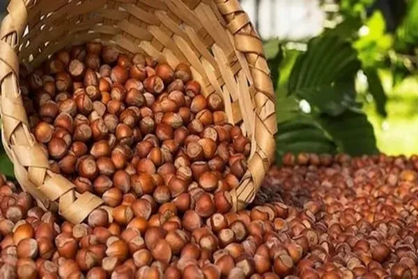 خرید فندق صادراتی + معرفی کارخانه تولید و عرضه پخش